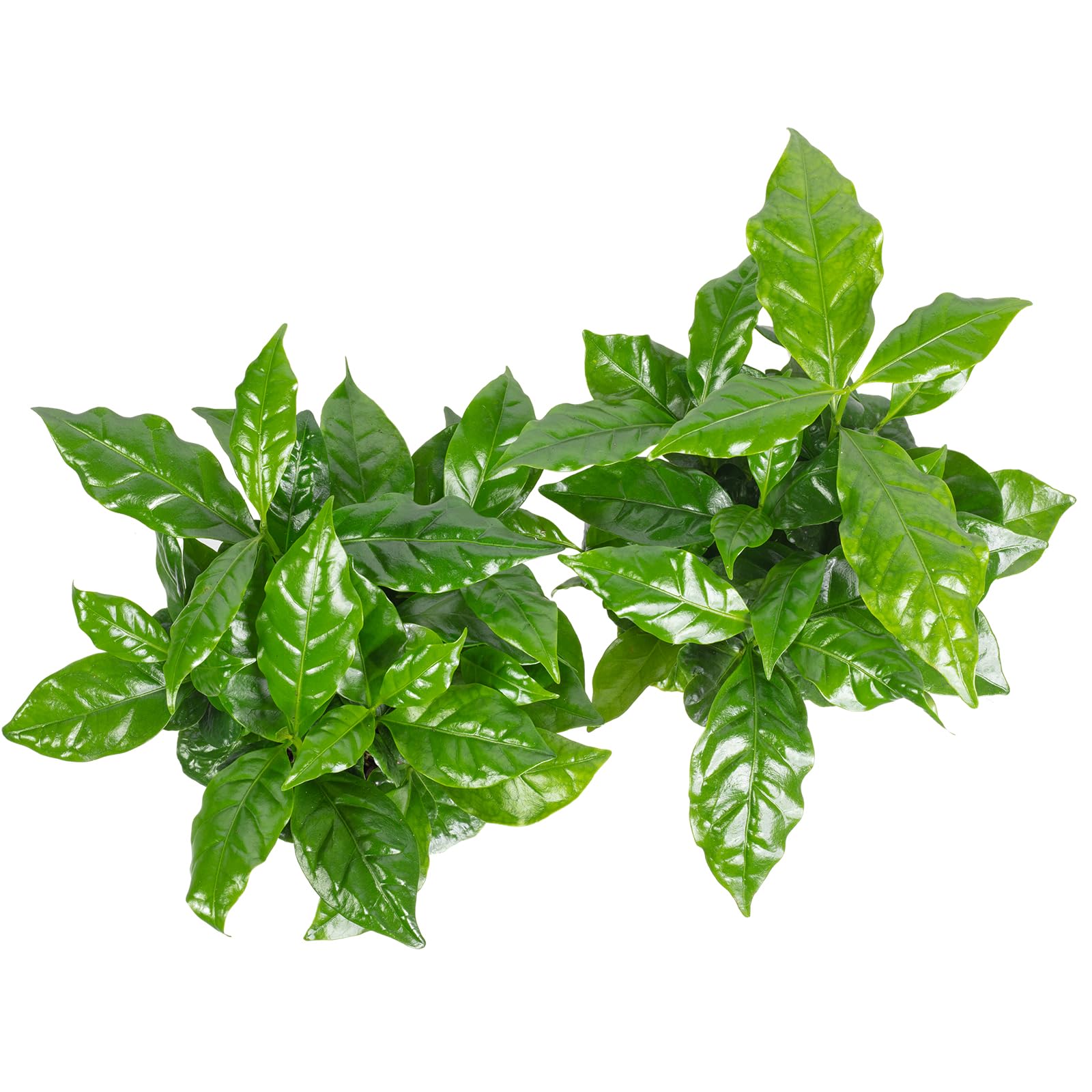 Set de 2 plantas de café - fácil de cuidar, planta de interior, Coffea Arabica - altura aprox. 20 cm, maceta de 9 cm de diámetro