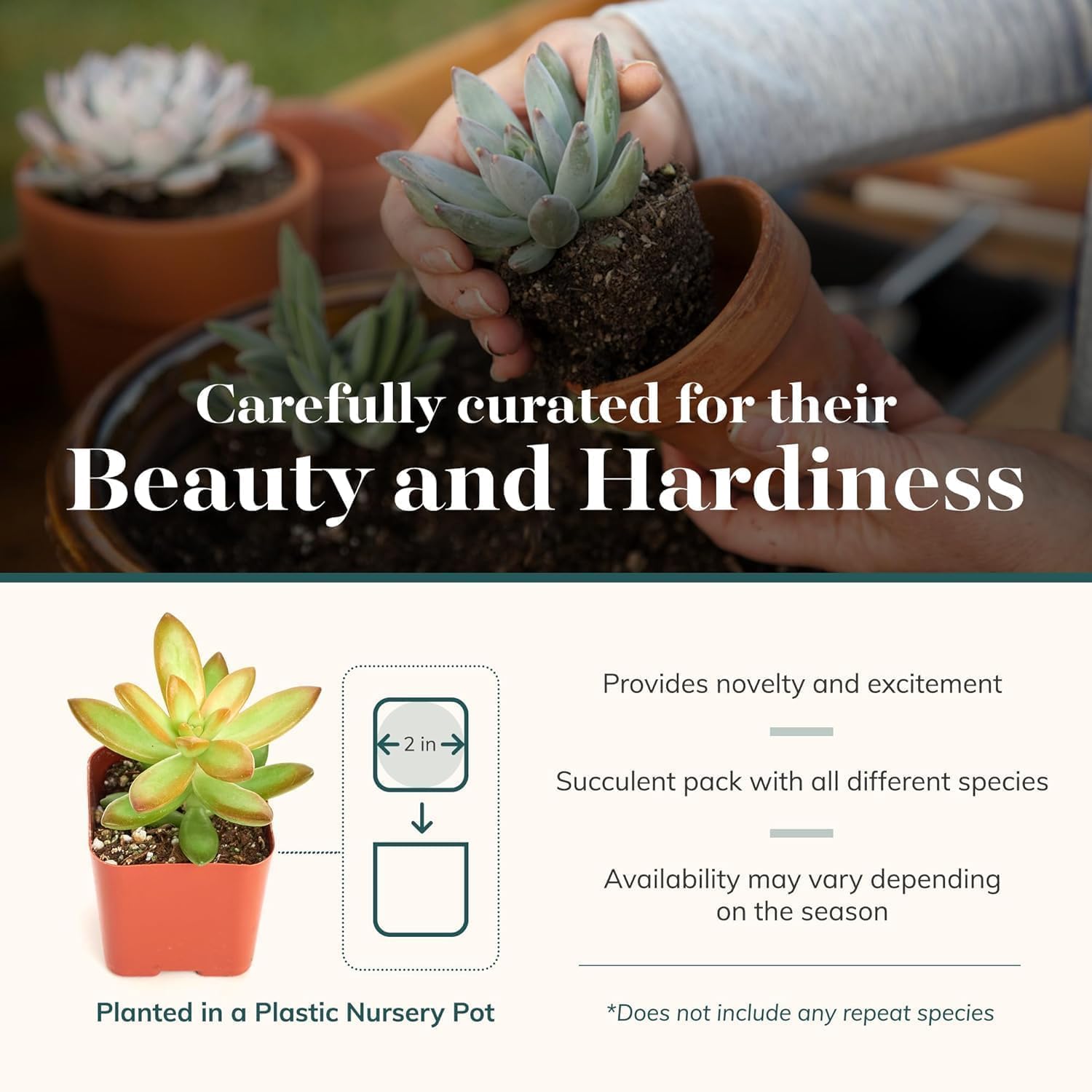 Shop Succulents Collectors Succulent Plant Pack Collection - Live Mini Succulent Plants, Low Maintenance, Colors & Textures - Wedding and Party Favors, Gift & Garden, Pack of 64