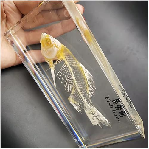 Espécimen de esqueleto de peces reales en pisapapeles de bloque acrílico, muestras de aula de ciencia para educación científica