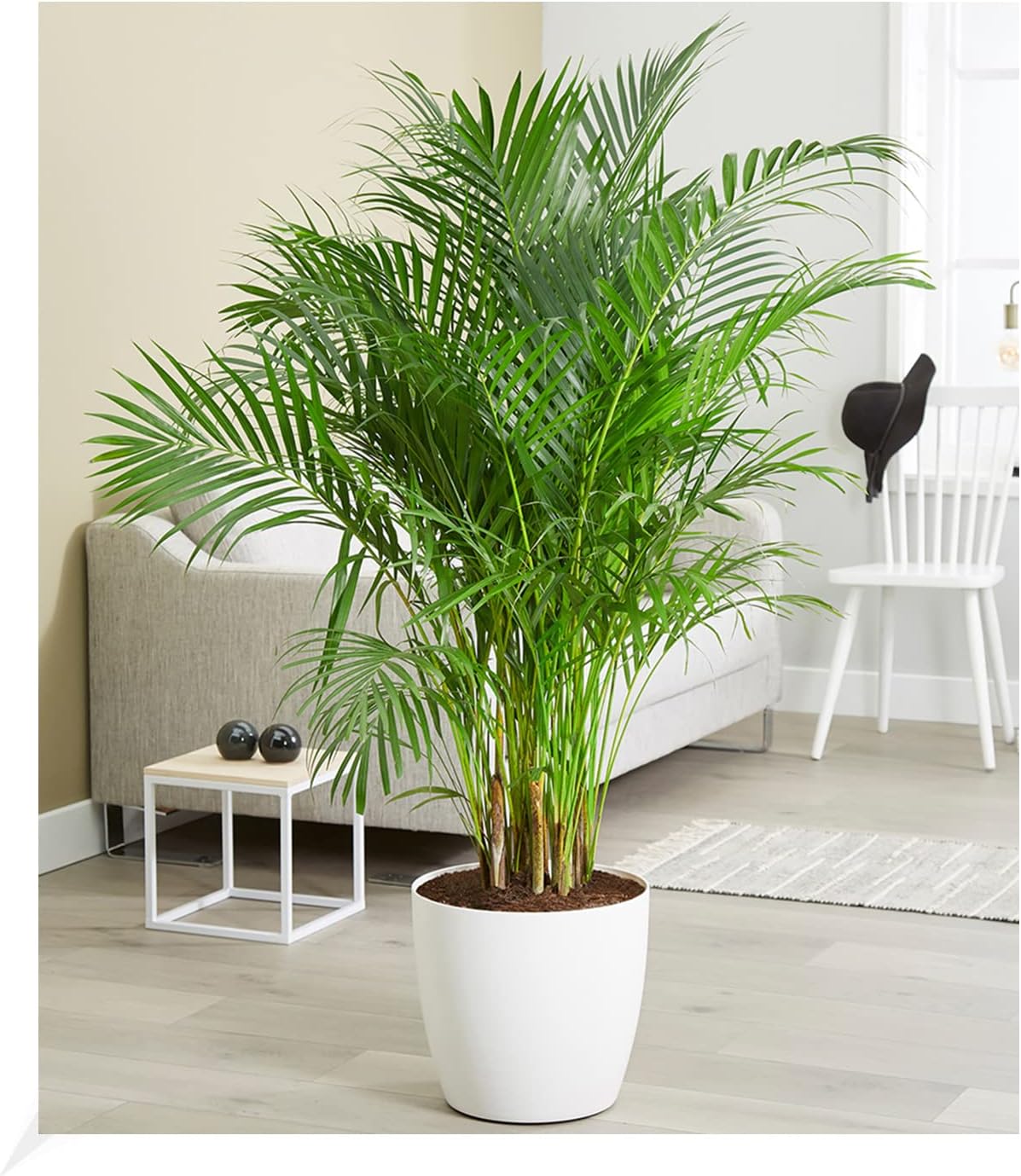 BALDUR Garten 1x Areca Palm Tree Approx. 120-130 cm High Plant in 24 cm