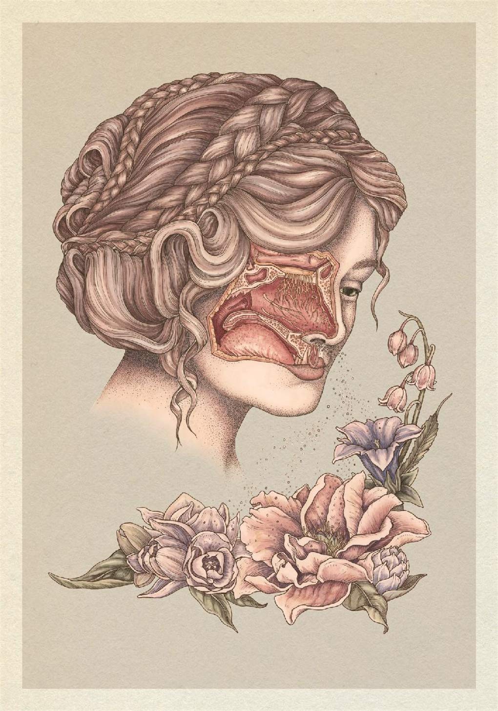 Anatomicum Postcard Box: by Katie Scott