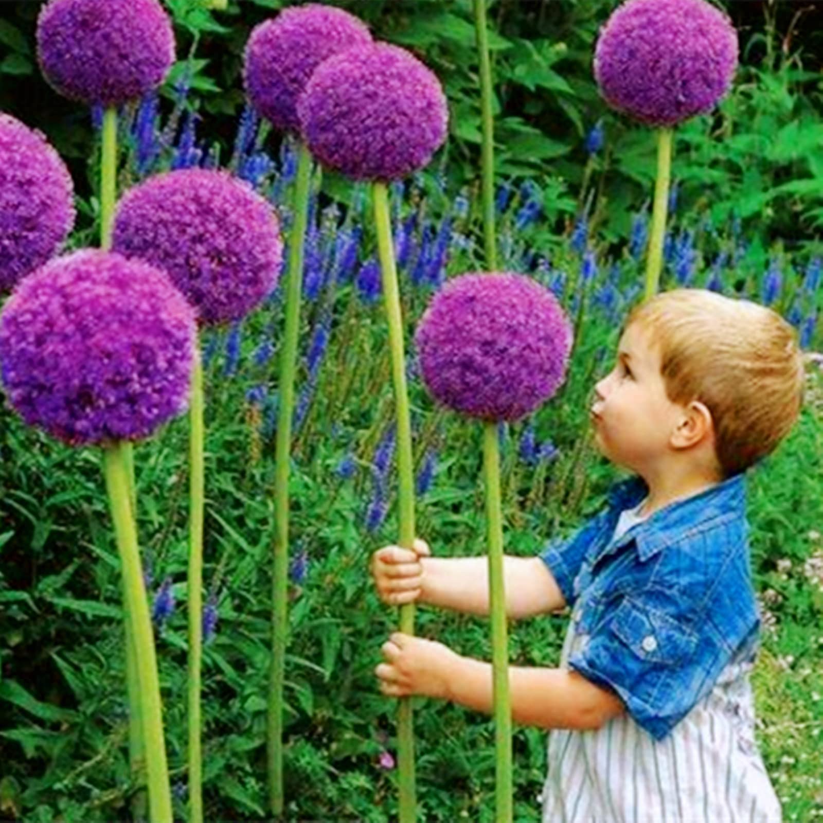 Multicolored Allium, Hardy Allium, Large Allium Rhizomes, Joy In Your Garden. Office Wedding Decor & Birthday, -10 bulbs - A