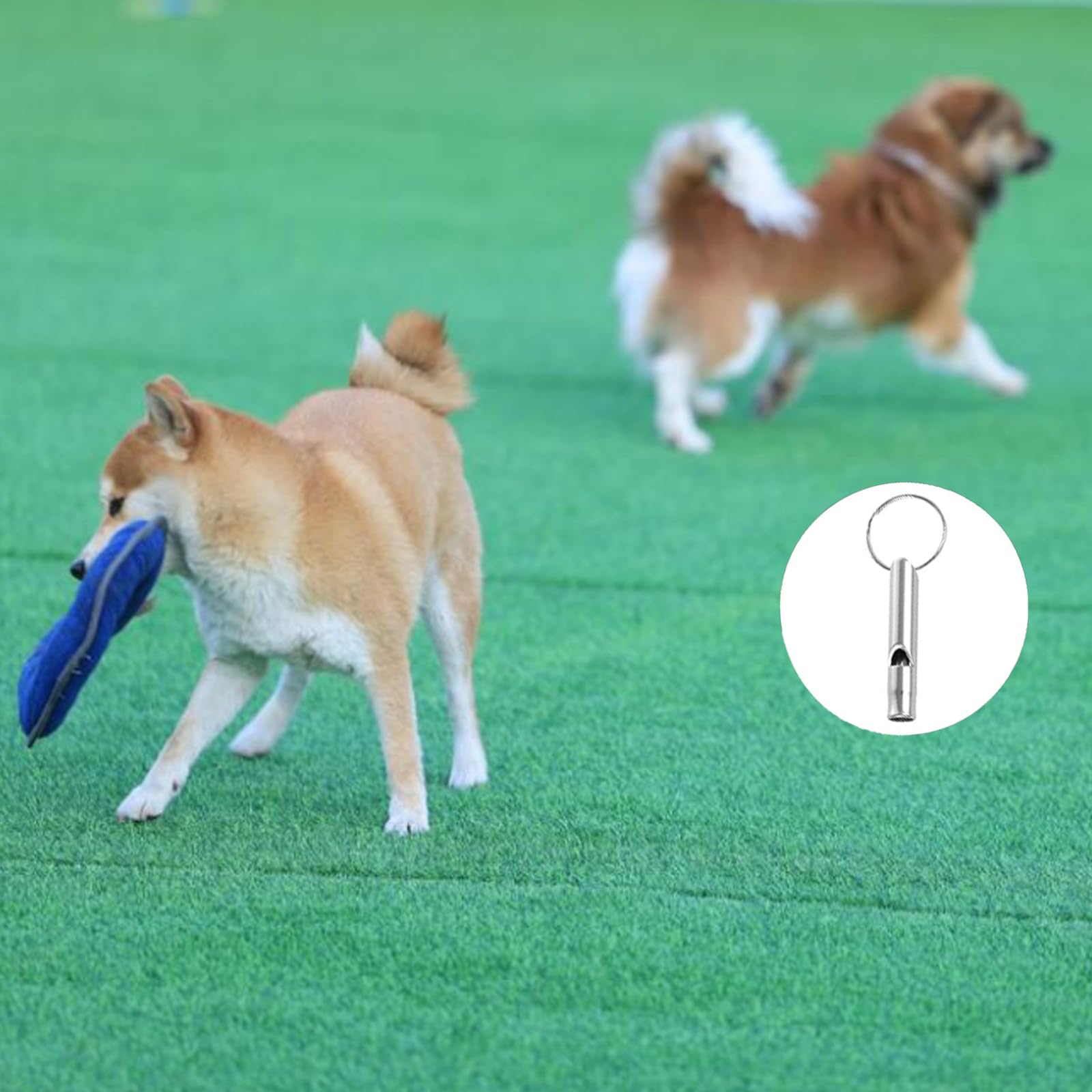 6 Pièces Sifflet Ultrason Chien Rappel Anti Aboiement Chat Rappel, Sifflet De Survie, Aluminium, Aides Au Comportement, Outils De Contrôle, et 6 Cordon Tour De Cou