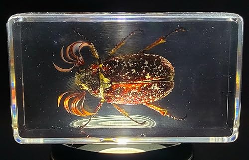 Miniatura 307 de Escarabajo de algodoncillo azul cobalto real de 1.732 in en espécimen de resina de lucita cristalina, insectos, insectos preservados, colección