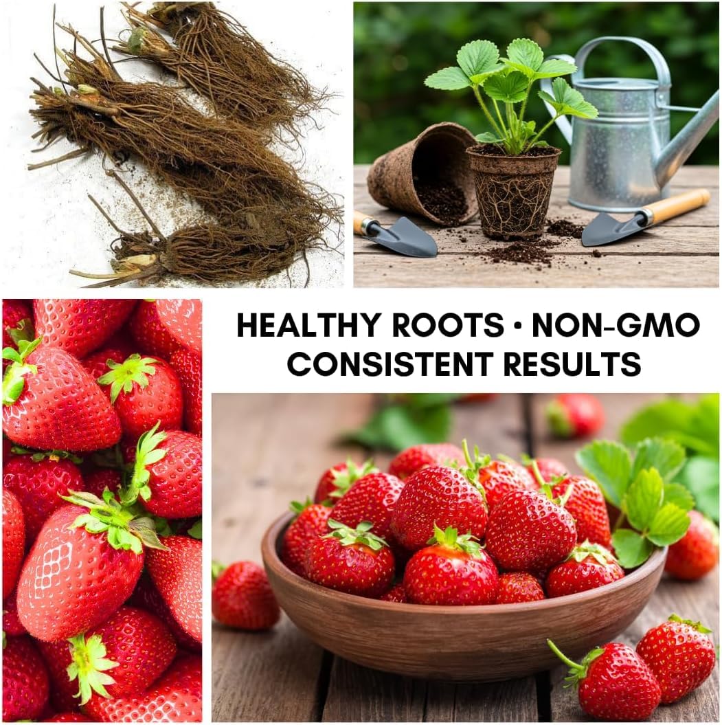 Amazon.com : Albion Everbearing Strawberry Plants - Fruit Very Firm, Sweet,  High Yields (10 Plants) Can Not Ship to California. : Patio, Lawn & Garden