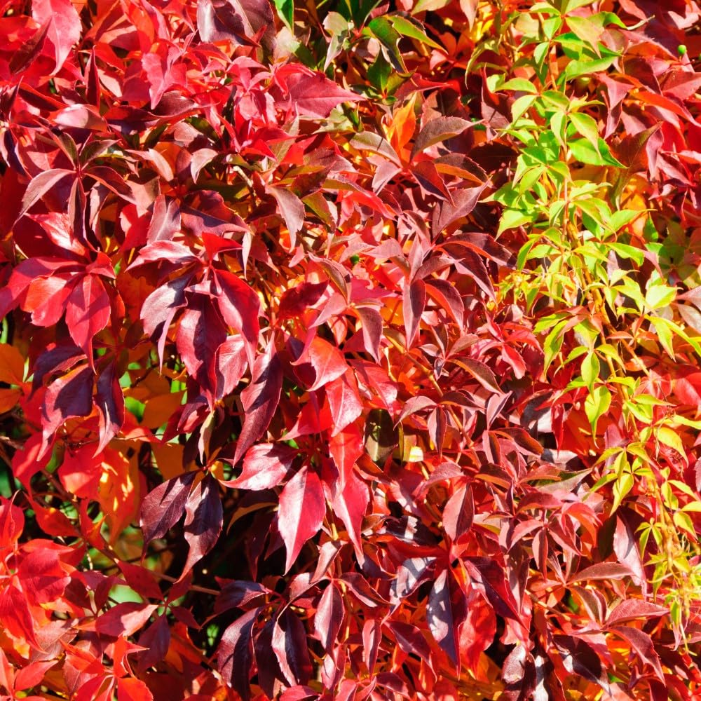 Virginia Creeper (Parthenocissus quinquefolia) - Quick-Growing Climbing Plant, Stunning Crimson Autumn Foliage 1x or 3X 9cm Pots by Thompson and Morgan