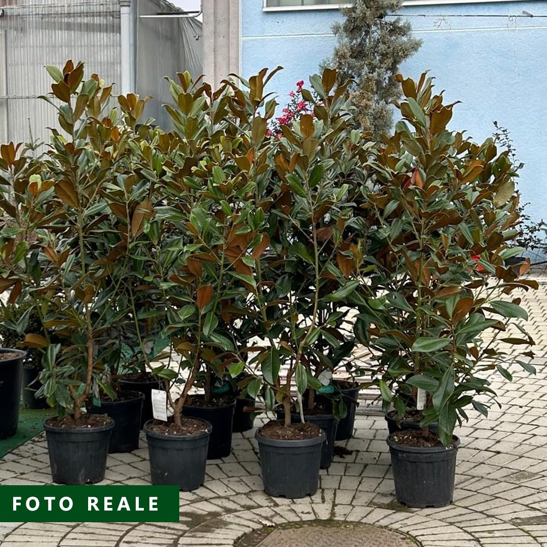 Magnolia grandiflora gallisoniensis pianta in vaso ø30 cm h 100/120 cm Vivaio di Castelletto