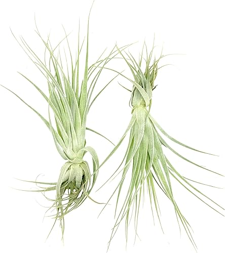 Miniatura 6 de Planta de aire vivo  Tillandsia Gardneri 5-7 pulgadas  ragnaroc Rare Collectors Planta tropical de interior  Llegada viva garantizada  Plantas de