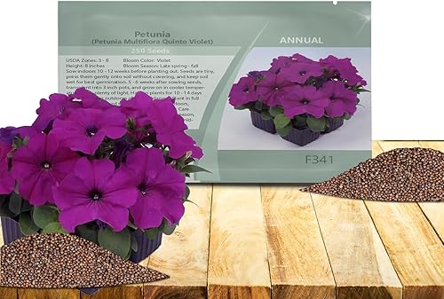 Outsidepride 250 semillas anuales de Petunia Multiflora Violet Flower Seeds para plantar