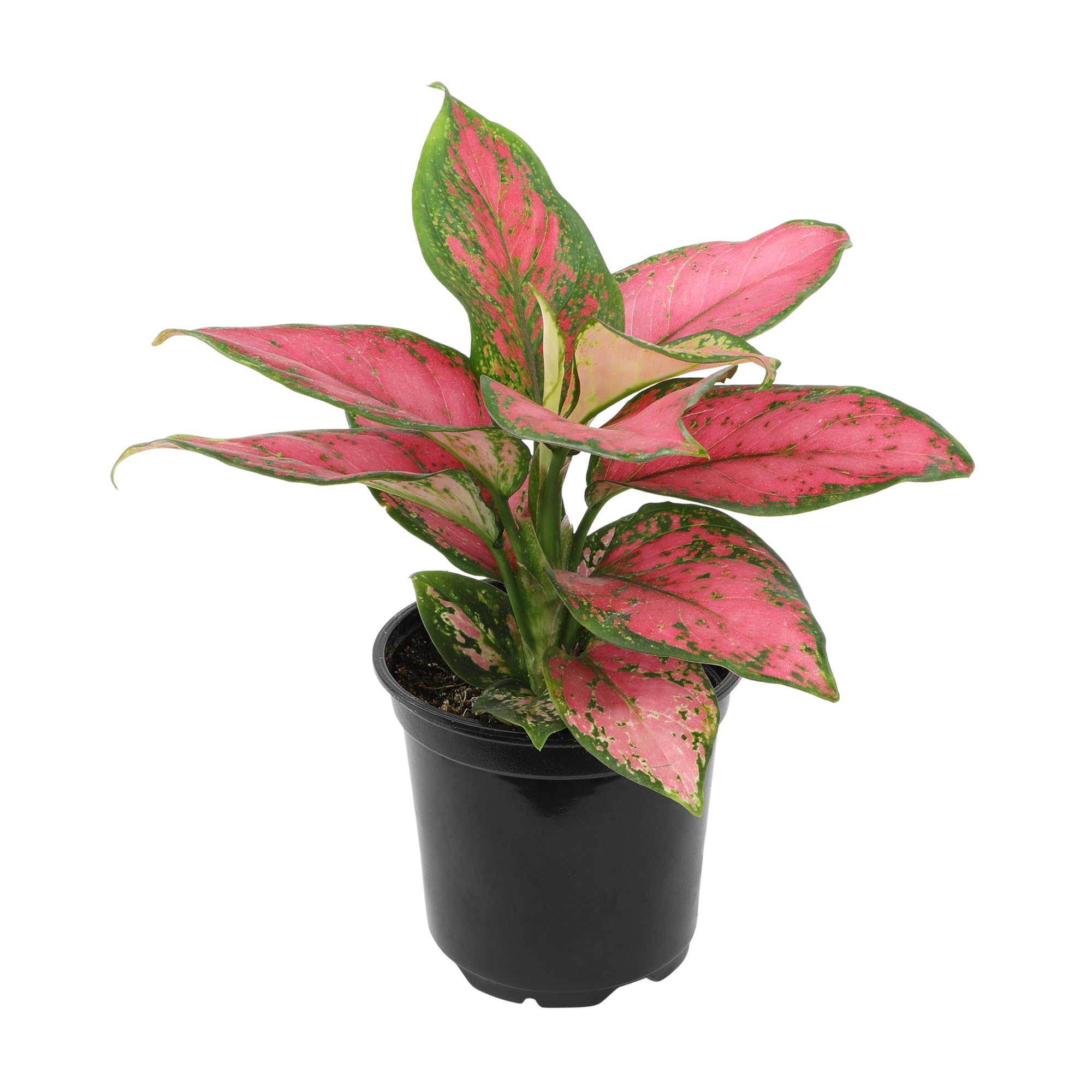 Plants for Pets Aglaonema Beauty Indoor Plant