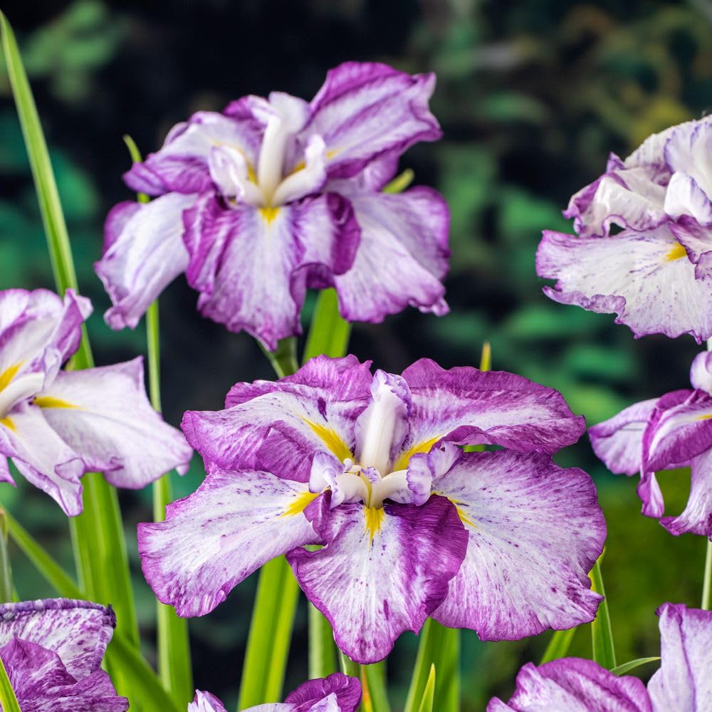 Iris ensata Dinner Plate Cheesecake Hardy Japanese Iris Moisture Loving Perennial Large Cream White Purple Yellow Blooms Pond Edge Border Plant 3X 11cm pots by Thompson and Morgan
