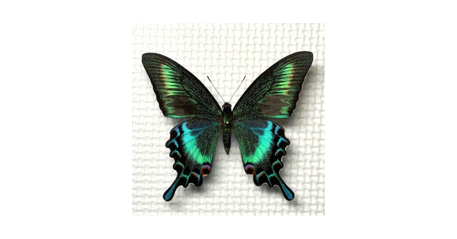 蝶標本　北海道産　極美麗ミヤマカラスアゲハ春型♂ 飼育完品⭐️マイコレに‼️最安値⭐️ 蝶標本 美麗ミヤマカラスアゲハ春型♂♀ 北海道産 飼育品 ミヤマ