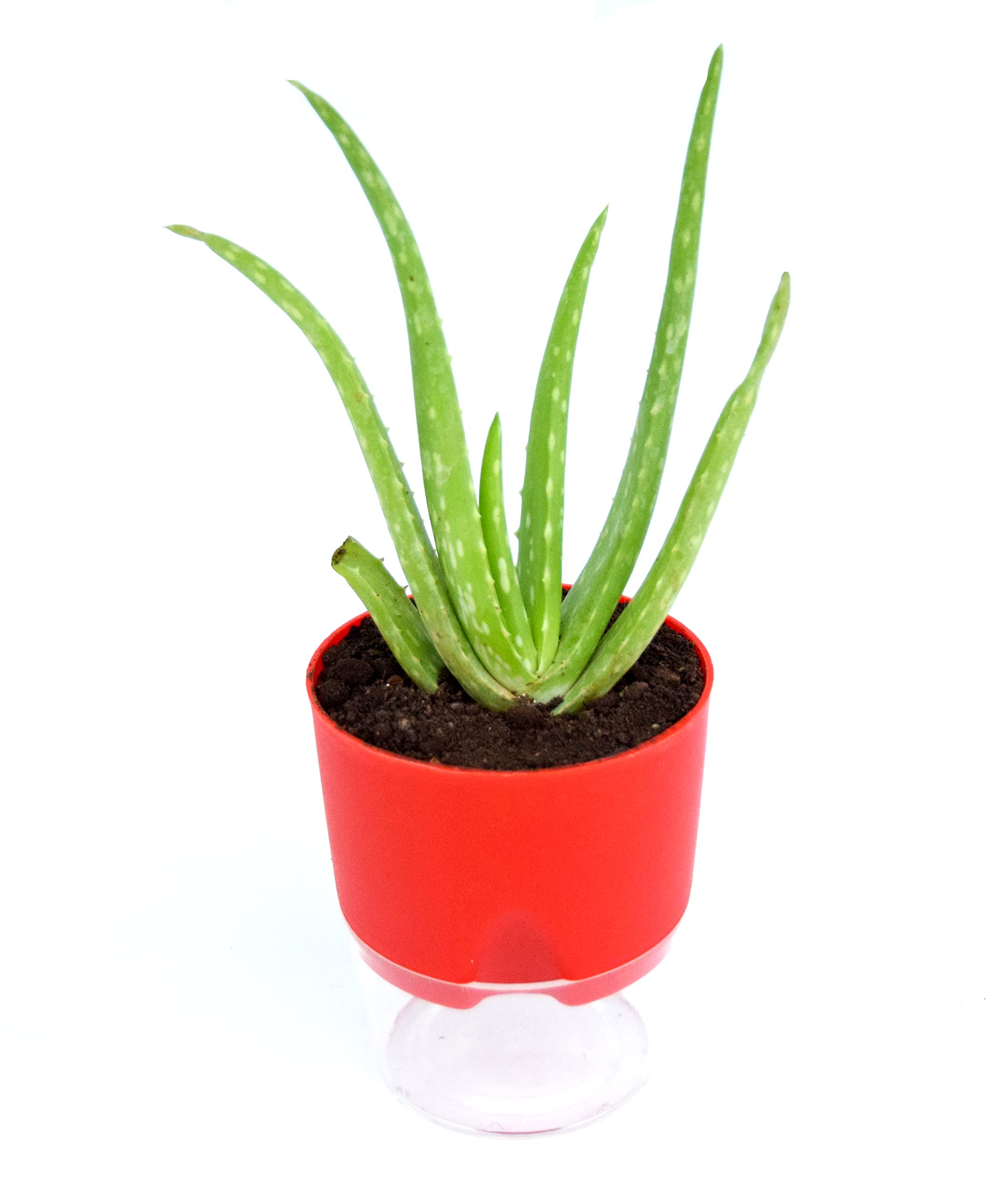 See full amazon price history chart for India Gardening Aloe vera Plant Barbadensis Miller Live Succulent Plant with Self Watering Pot India Gardening Aloe vera Plant Barbadensis Miller Live Succulent Plant with Self Watering Pot (B0BZ86VSX6) Amazon Price History, Amazon Price Tracker