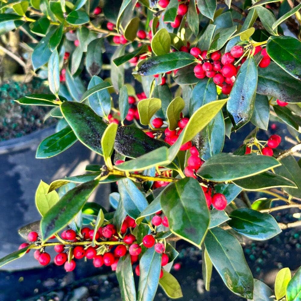 GoBuyPlants Needlepoint Holly