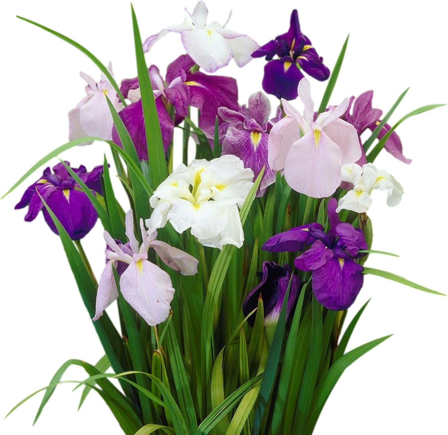 Easy to Grow Japanese Iris Zen Garden Mix 5 Root Divisions - Colorful Flowers Bloom Spring to Summer in Partial Sun, Tolerates Wet Soil