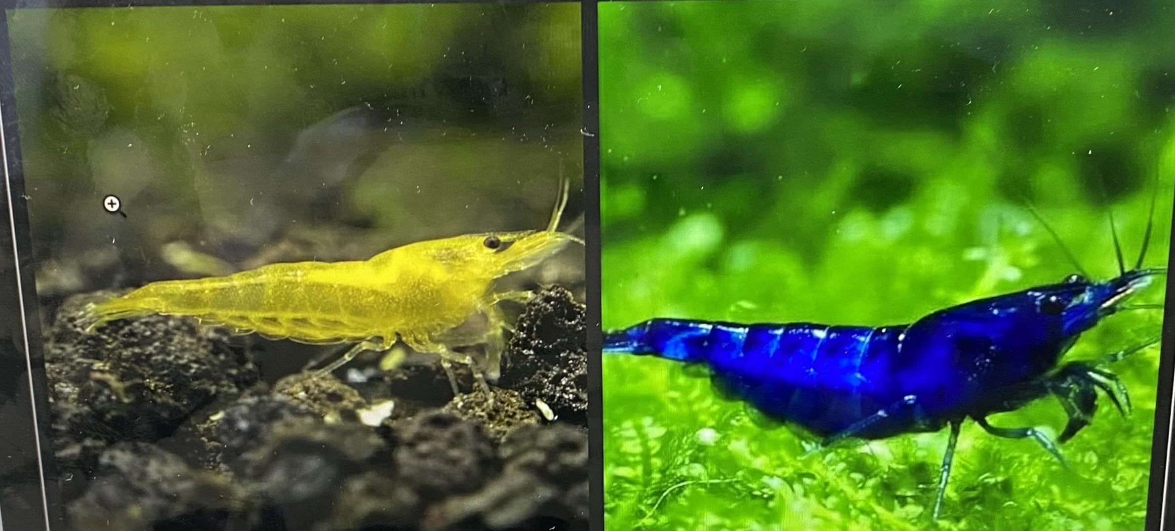 5 x Blue Velvet & Yellow Live Shrimp + 15 Calcium Blocks & 50g Snowflake Food Neocaridina Freshwater Aquarium