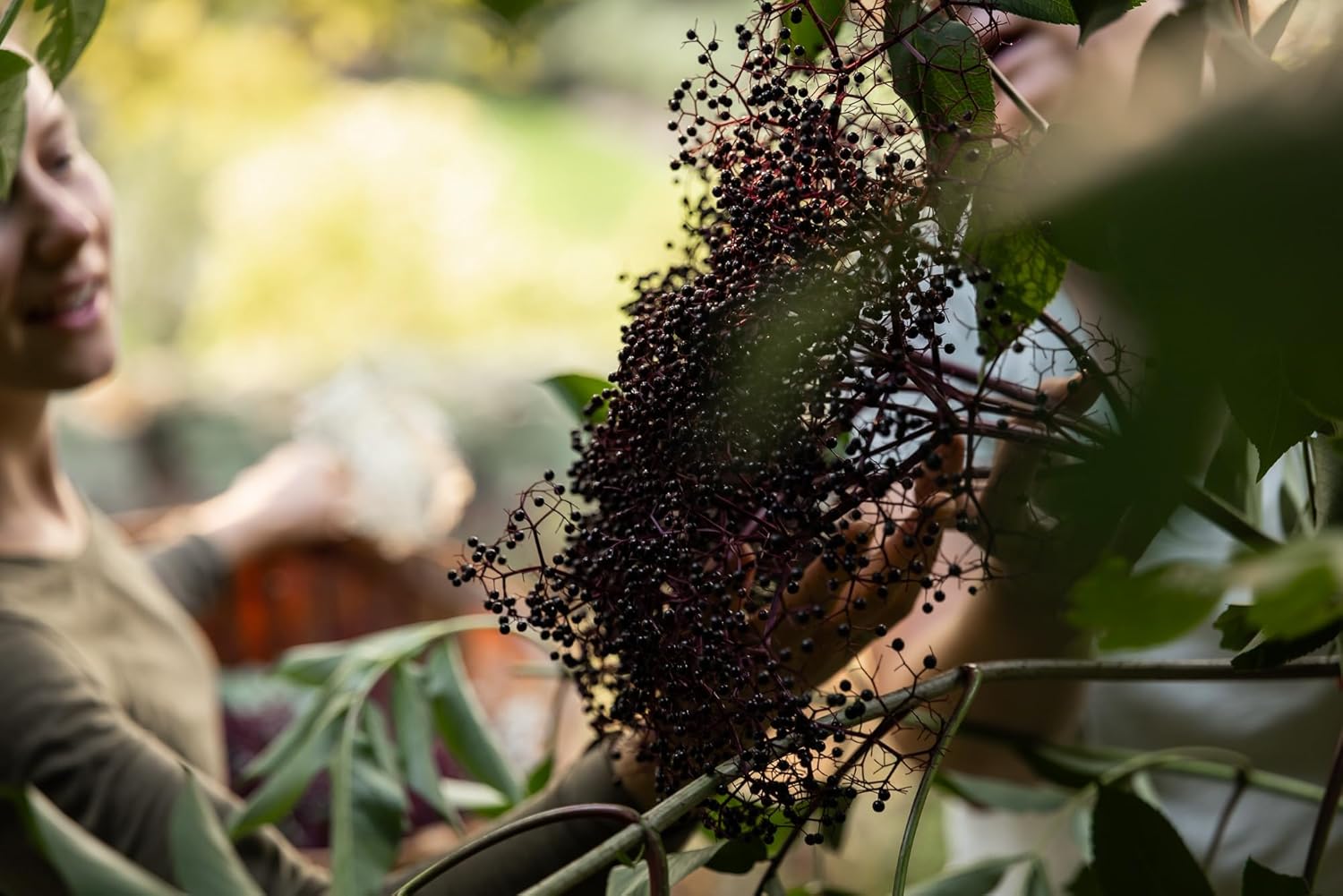 Organic Elderberry Juice 2X 9.3 fl. oz (New) - Image 3