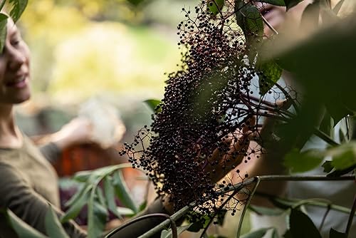 Miniatura 3 de Jugo de saúco orgánico 2X 9.3 fl. oz (nuevo)