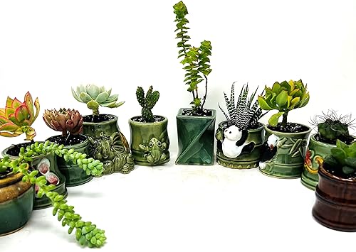 Miniatura 4 de 5 diferentes aloe y plantas suculentas fáciles de cultivardifíciles de matar! Cerámica de 2 pulgadas