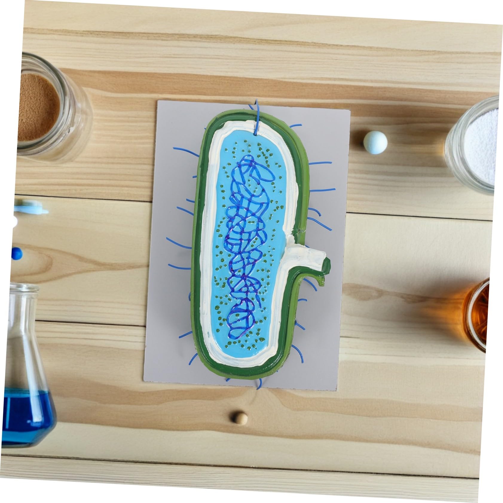 3D-zellenmodell Zellkern aus Kunststoff für Biologieunterricht | Detaillierte Darstellung des Zellkerns, Interaktives Lernen, für Schüler in Naturwissenschaftlichen Unterrichtsstunden