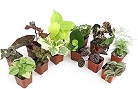 Altman Plants 12-Pack Mini Live Indoor Houseplants in 2" Pots | Pothos, Peperomia, Begonia & More - Low-Maintenance Gifts for Plant Lovers