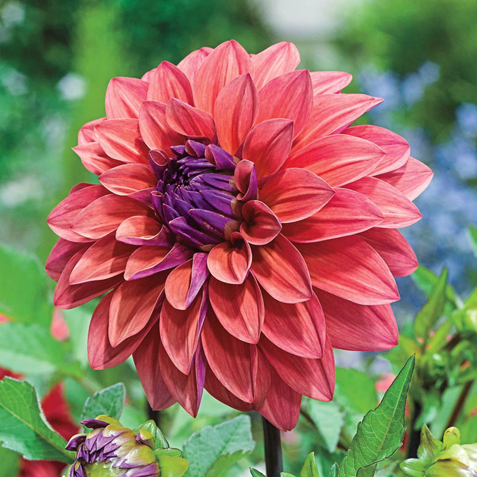 Easy Plant, Strong Plant, Dahlia Bulbs Now UK, Excellent Display, for Containers, Rare Plants, Greening Flower, Natural Organic, 4bulbs-G