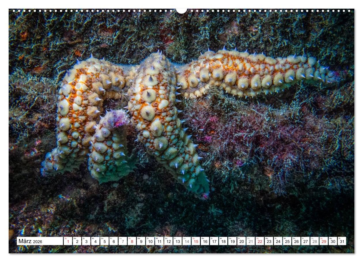 Tauchen im Mittelmeer (hochwertiger Premium Wandkalender 2026 DIN A2 quer), Kunstdruck in Hochglanz: Bei Tauchgängen im Mittelmeer werden Sie viele der im Kalender gezeigten Meeresbewohner treffen