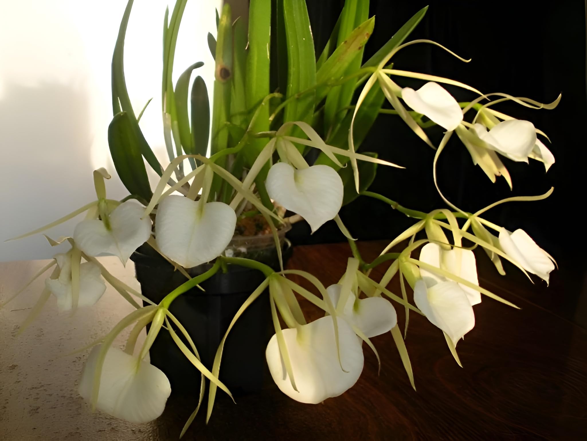 Oxiflora® Orchid flowers Brassavola Orchids (Brassavola spp) Grafted hybrid - 1 Healthy Live Super Yielding Early Flower Plant' 1-1.5 Ft Height in Nursery Grow Bag for Home Garden