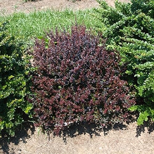 Sunjoy Mini granate4" olla de AgracejoBerberis