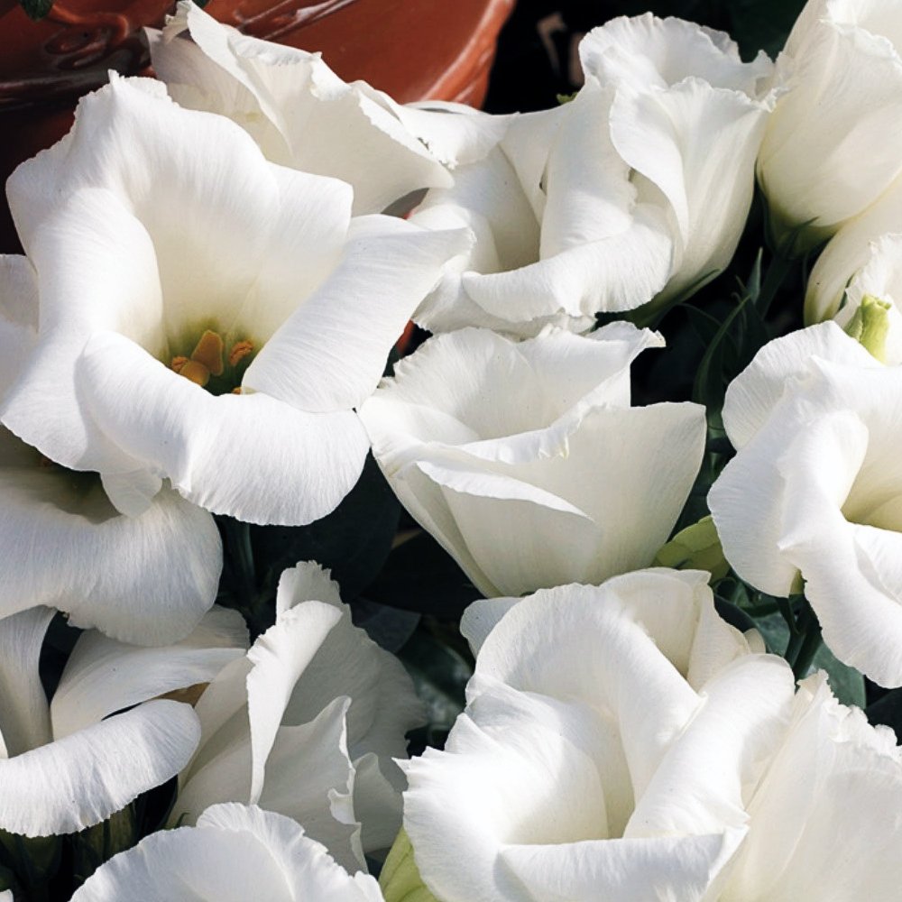 20 eustoma Seeds Lisa White lisianthus Seeds, LongestLasting Cut