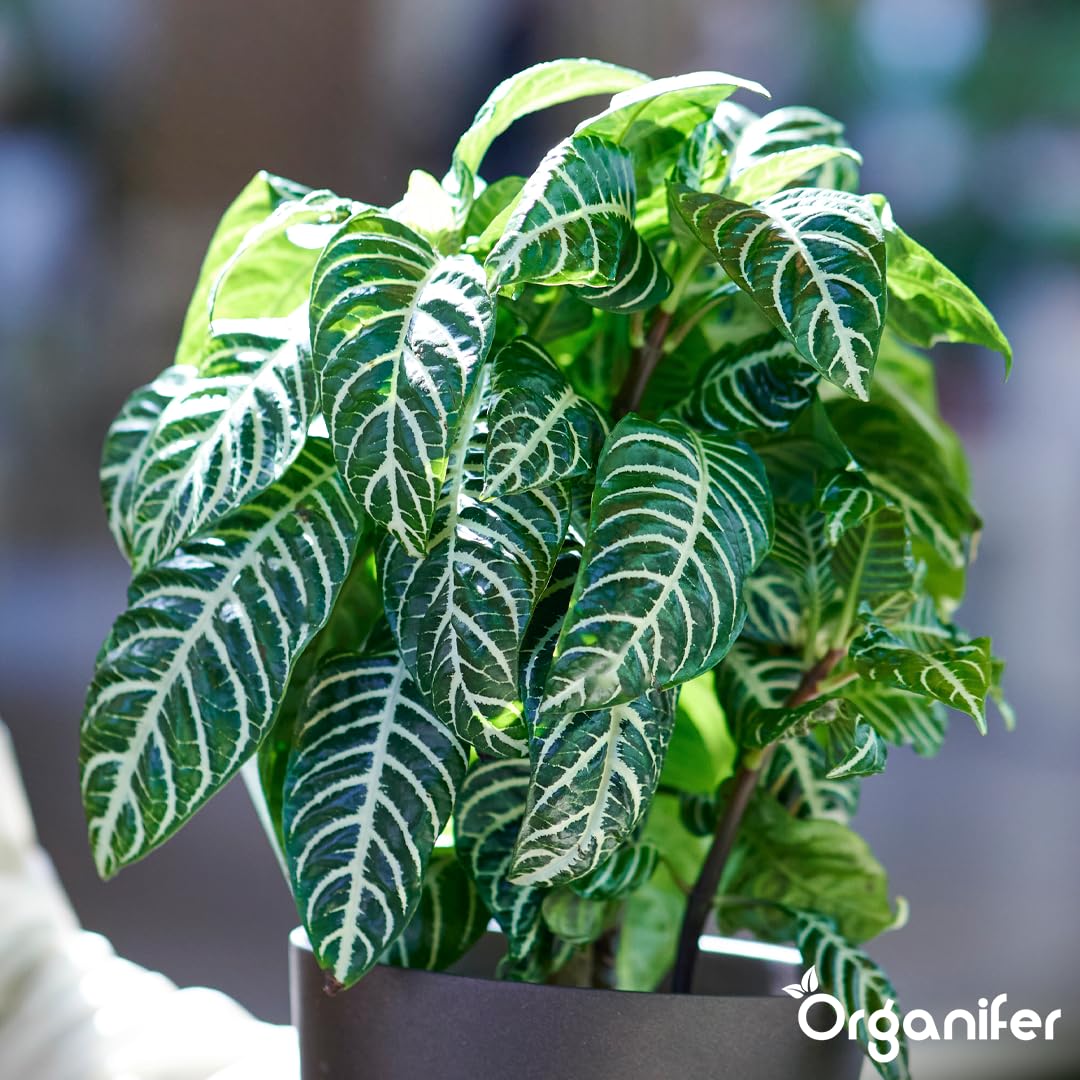 Calathea Nawóz Płynny - 5x1L - NPK 2-1-8 | Nawóz Płynny Dla Zdrowych Liści I Intensywnych Kolorów - Wspomaga Korzenie I Witalność - Organifer
