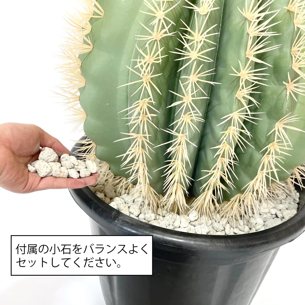 サボテンエキノカクタスグルソニー金鯱超特大良型もちろん自根｜サボテン