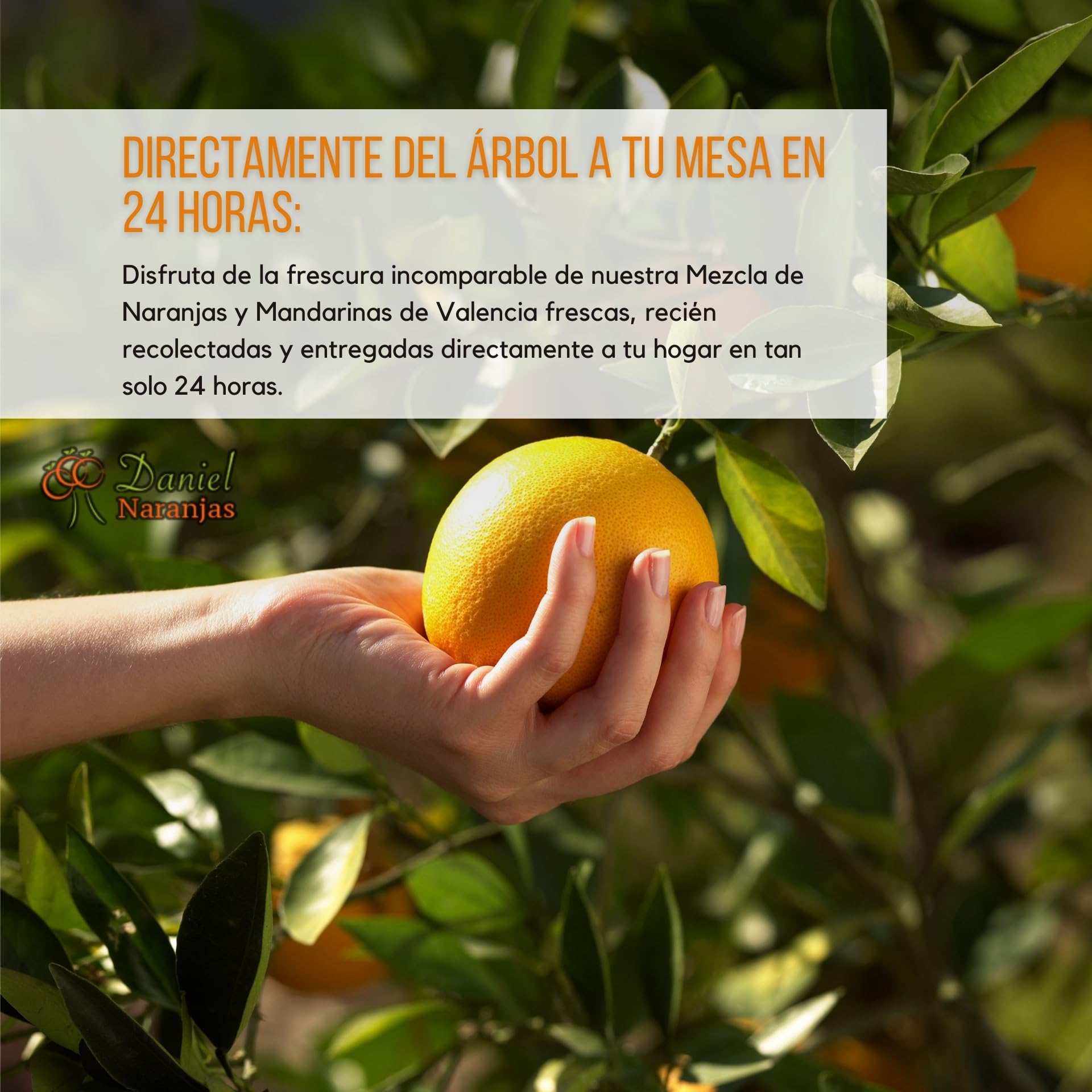 NARANJAS DANIEL | Pack naranjas de zumo y mandarinas frescas de Valencia (6 + 4 KG) | Del árbol a tu mesa | Sabor inigualable y delicioso | 100% natural