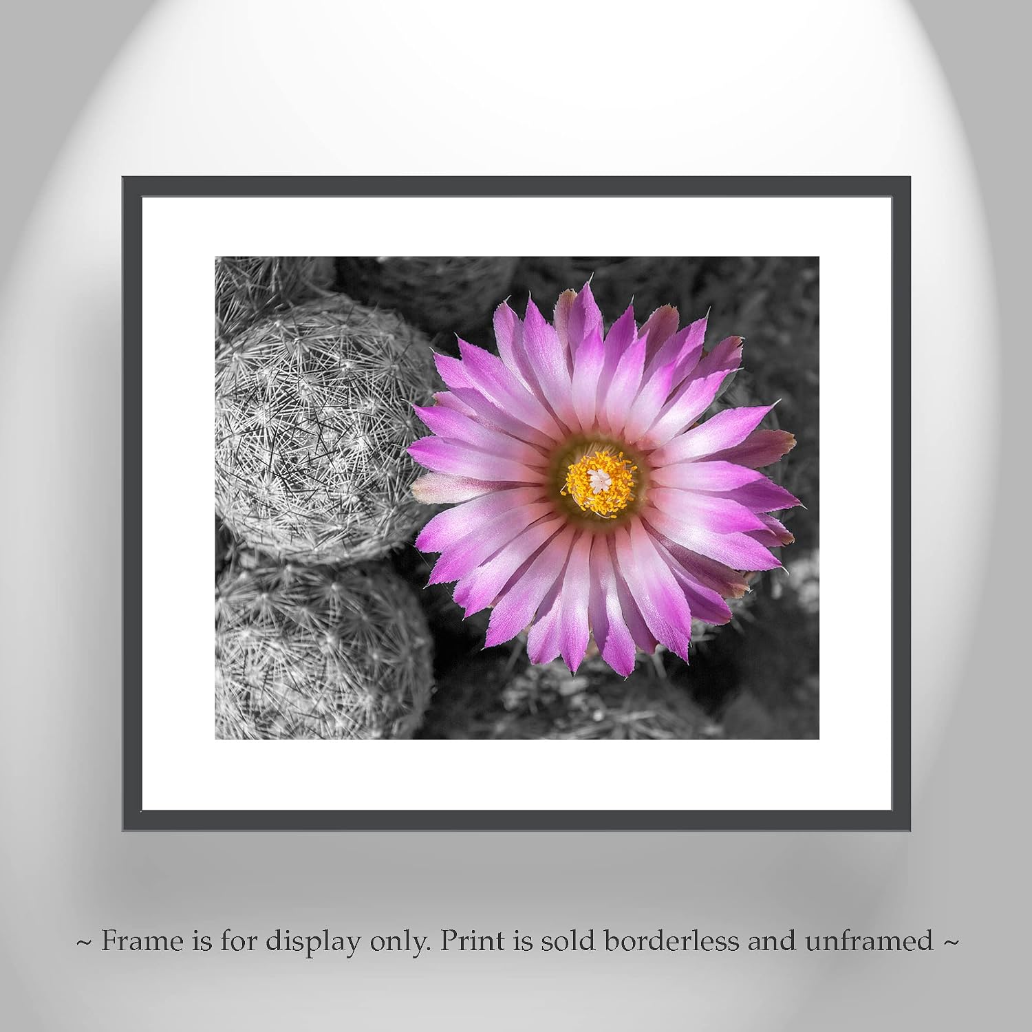 Desert Wildflower Photograph with Cactus Flower in Pink and Magenta