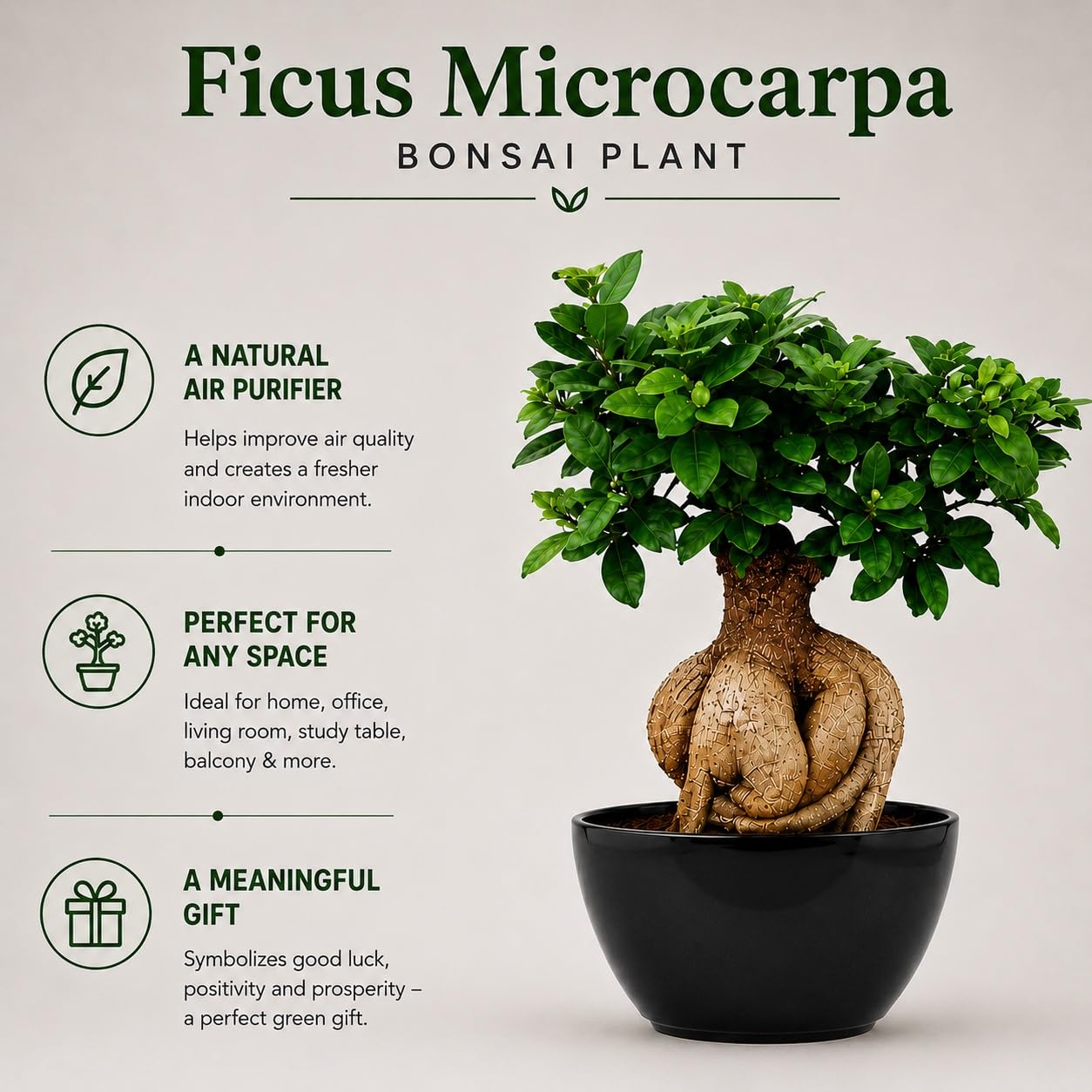 Ficus Microcarpa Bonsai - Live Air Purifying Plant -5 Ficus Microcarpa Bonsai - Live Air Purifying Plant -5