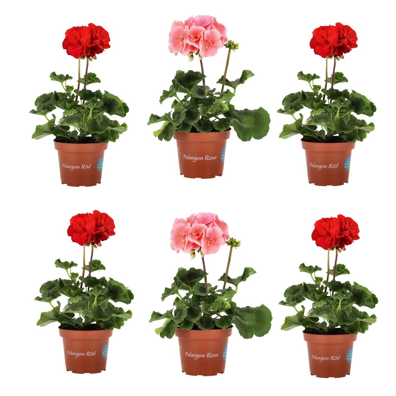 Set de 6 Unidades de Geranium Plantas Naturales para el Jardín