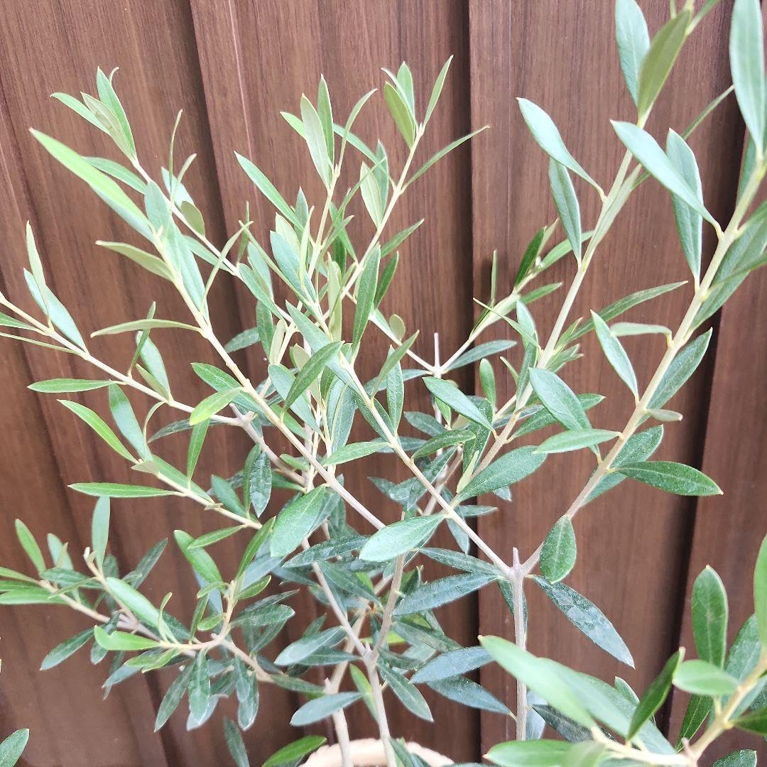 オリーブ　エルグレコ　くるくるデザインテラコッタ鉢植え　苗木　ウェルカムツリー オリーブ エルグレコ くるくるデザインテラコッタ鉢植え 苗木