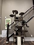 Review Image by Maine Coons of America LLC