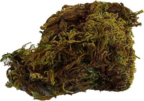 LokmanAVM Deniz Yosunu Do al 100 Gr Paket