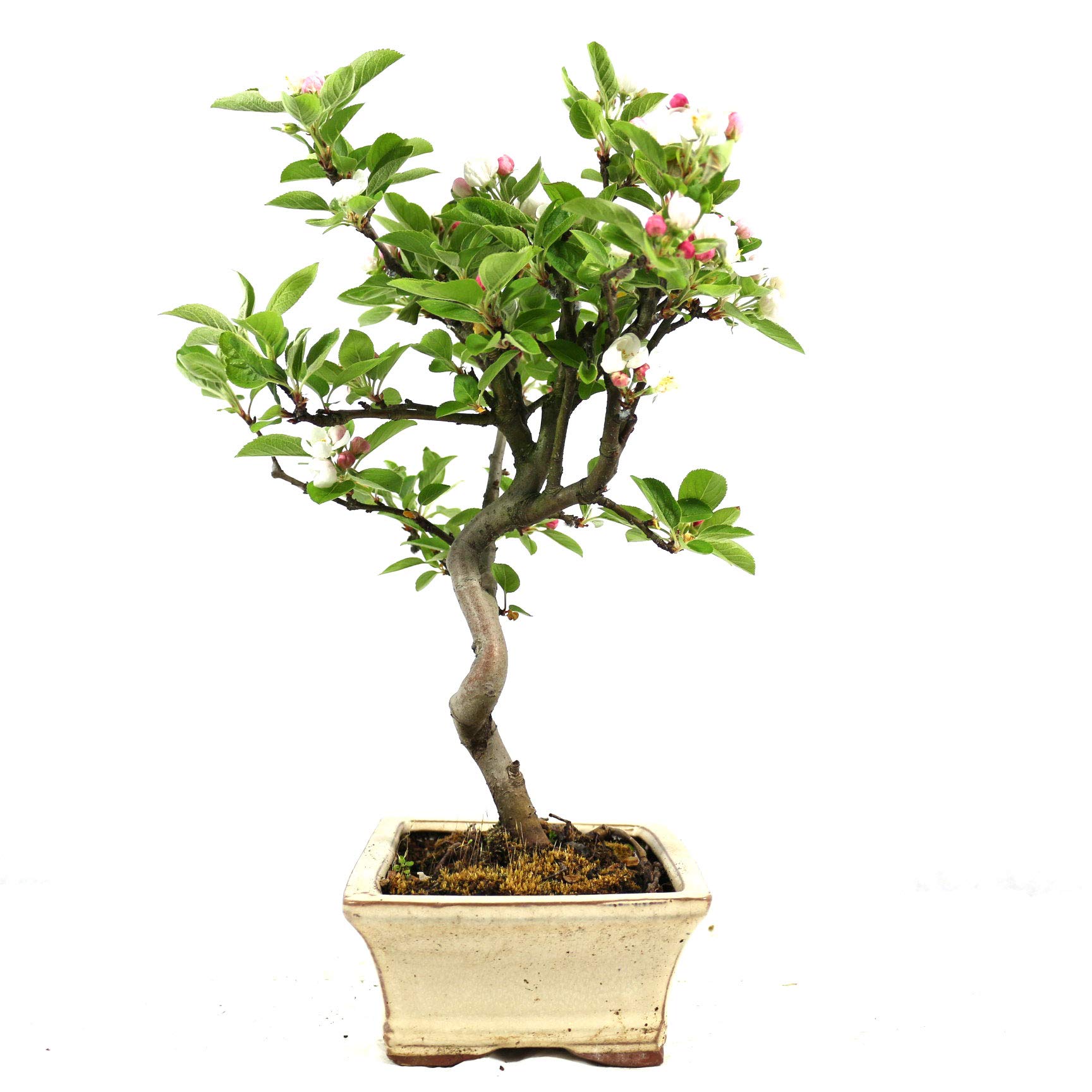 Manzano ornamental, Malus, bonsái para exterior, 8 años, altura 32 cm