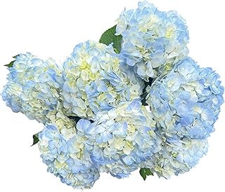 5 Stems Blue Hydrangeas Fresh Cut Flowers Gifts for Birthday Anniversary Friendship and Love Flower Arrangement