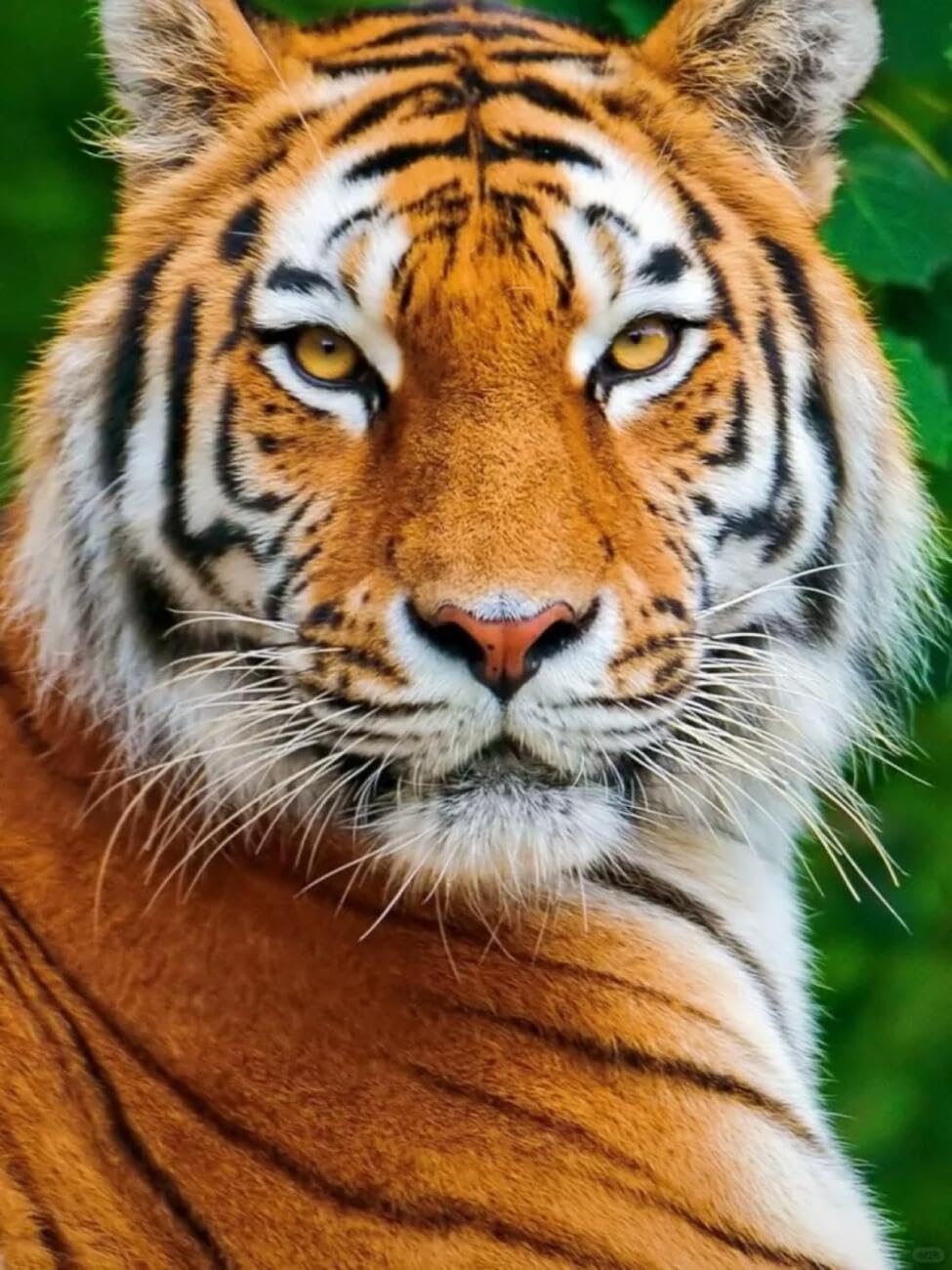 AxiangziK DIY Stamped Cross Stitch Kits Tiger Portrait 11CT 30x40cm
