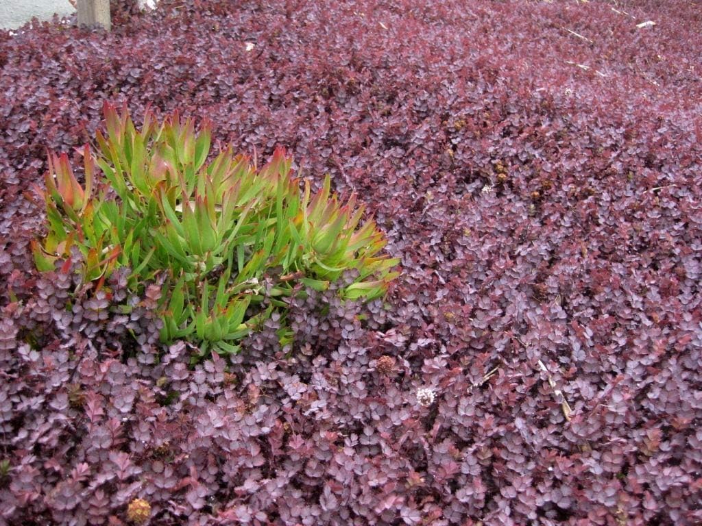 Stauden Gänge 10 x Acaena inermis 'Purpurea' Purpur Stachelnüsschen | Purpurner Bodendecker für Sonne bis Halbschatten, Blüte Juni bis August, mehrjährig, 9x9 cm Topf