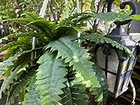 Review Image by Lyndon Lyndon