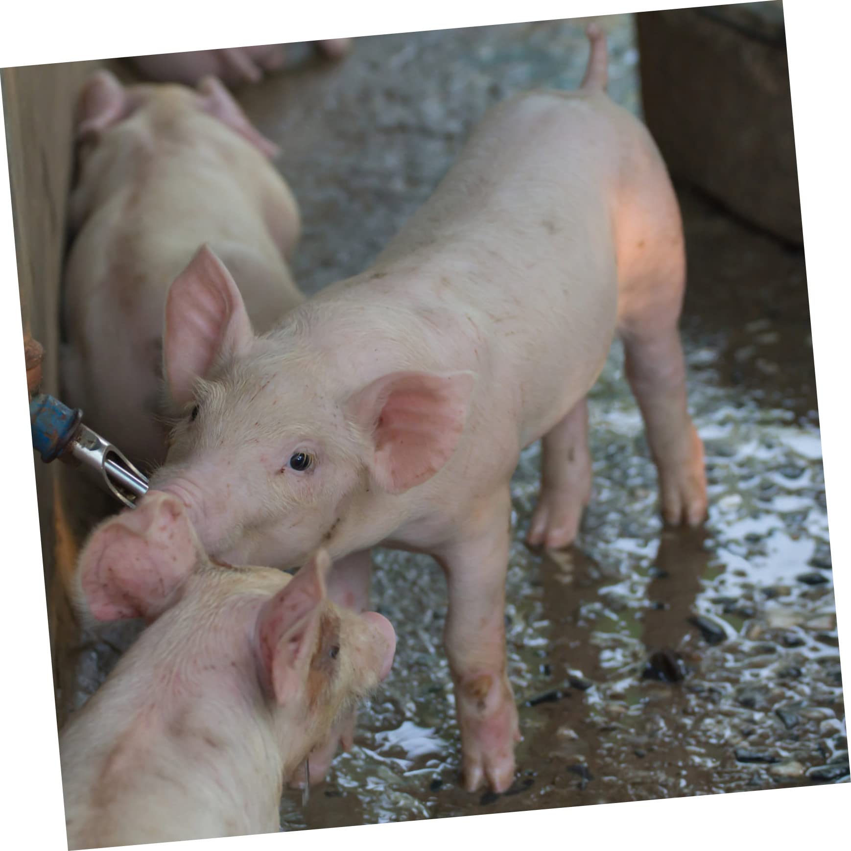 10 Stück Edelstahl Schweine Wassernippel mit Kupferkappe Automatische Schweinetränke Langlebig und Tropffrei für Sauen und Mastschweine in Tierhaltung