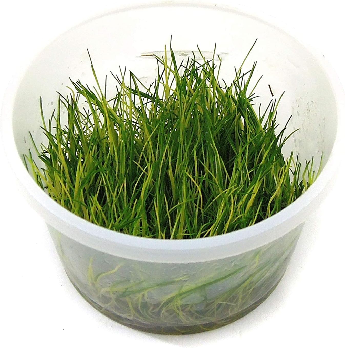 Tissue Culture Live Aquarium Plants in Vitro Freshwater
