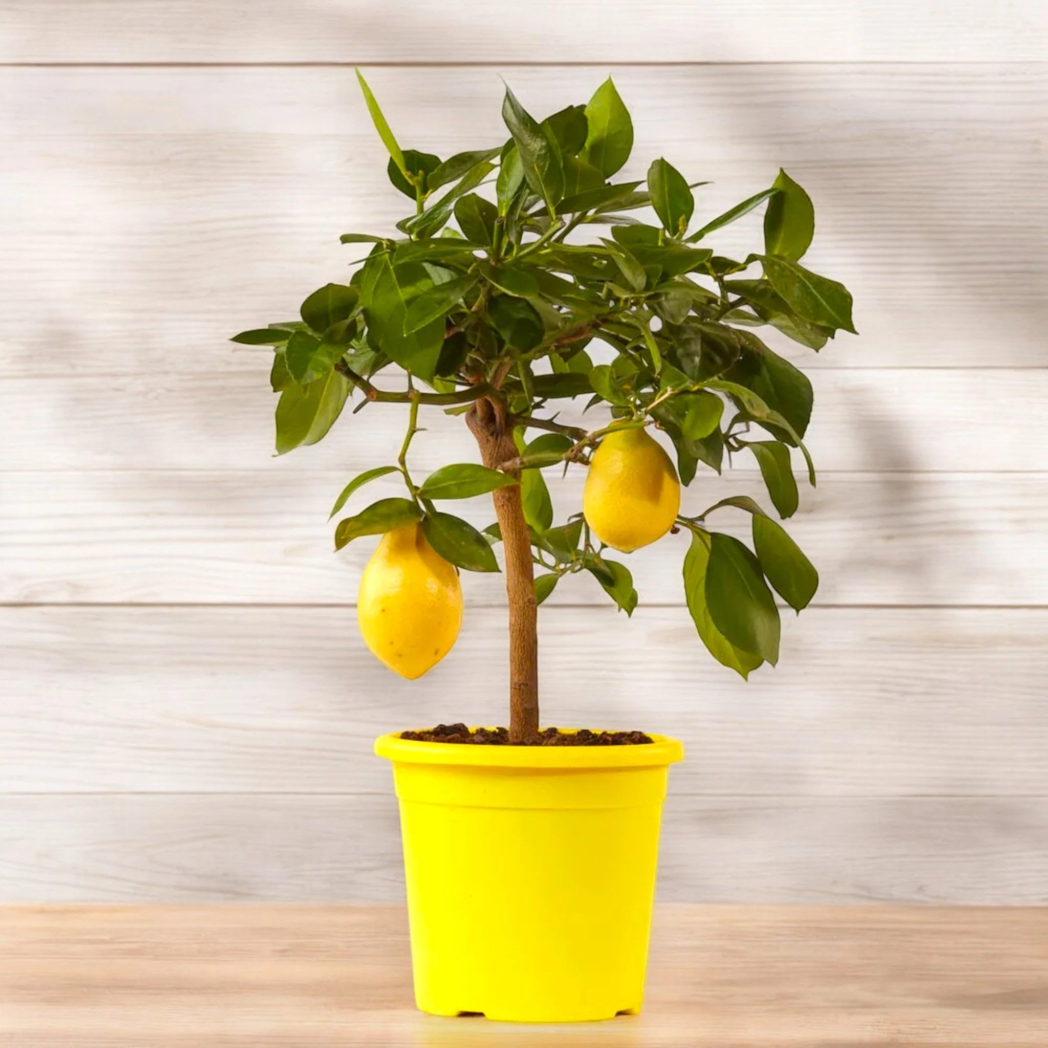 Limone 4 Stagioni Citrus limon 'Lunario' - Pianta di Agrume da Frutto in Vaso, Verde, 65/70 cm