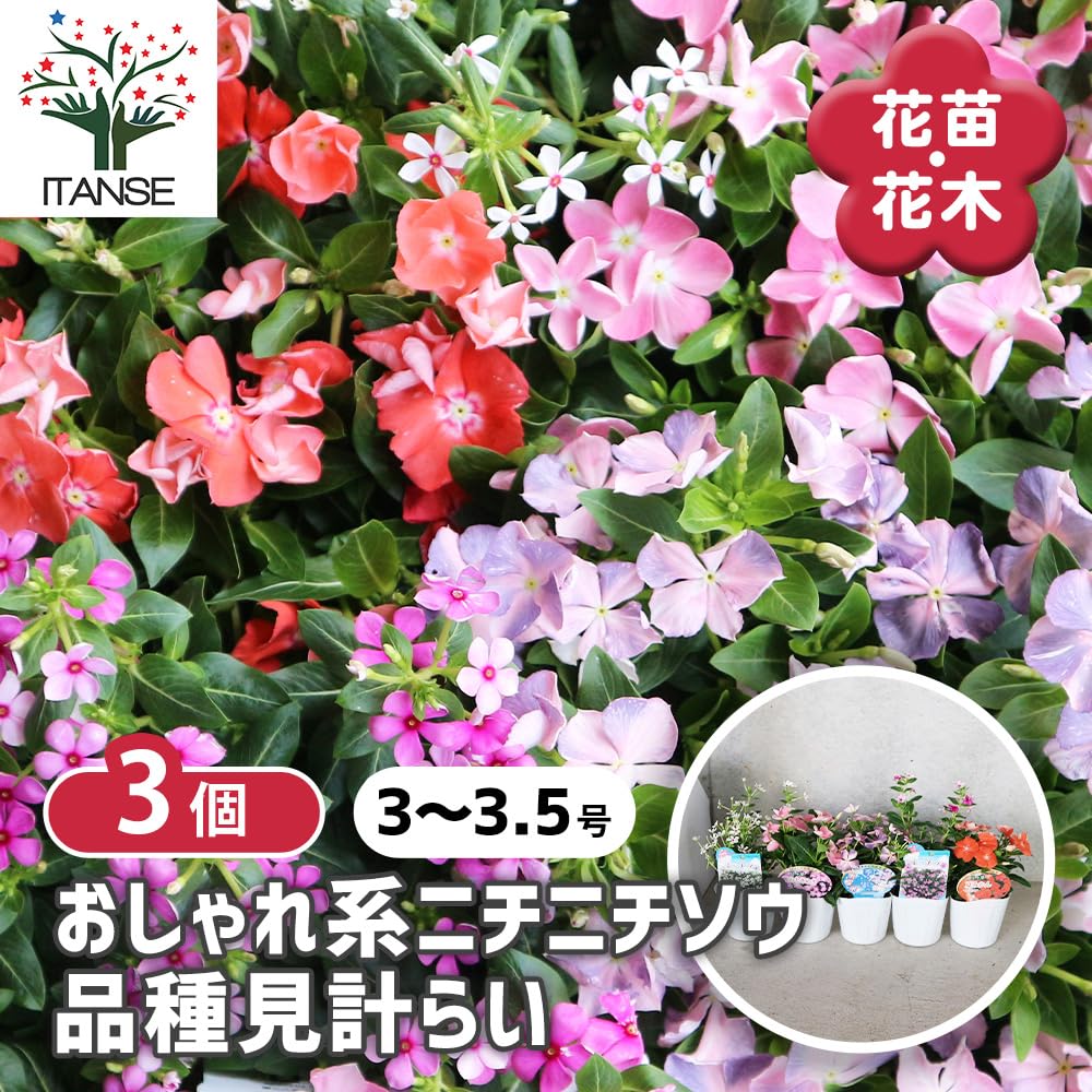 Amazon.co.jp: ITANSE おしゃれ系ニチニチソウ 品種見計らい 3