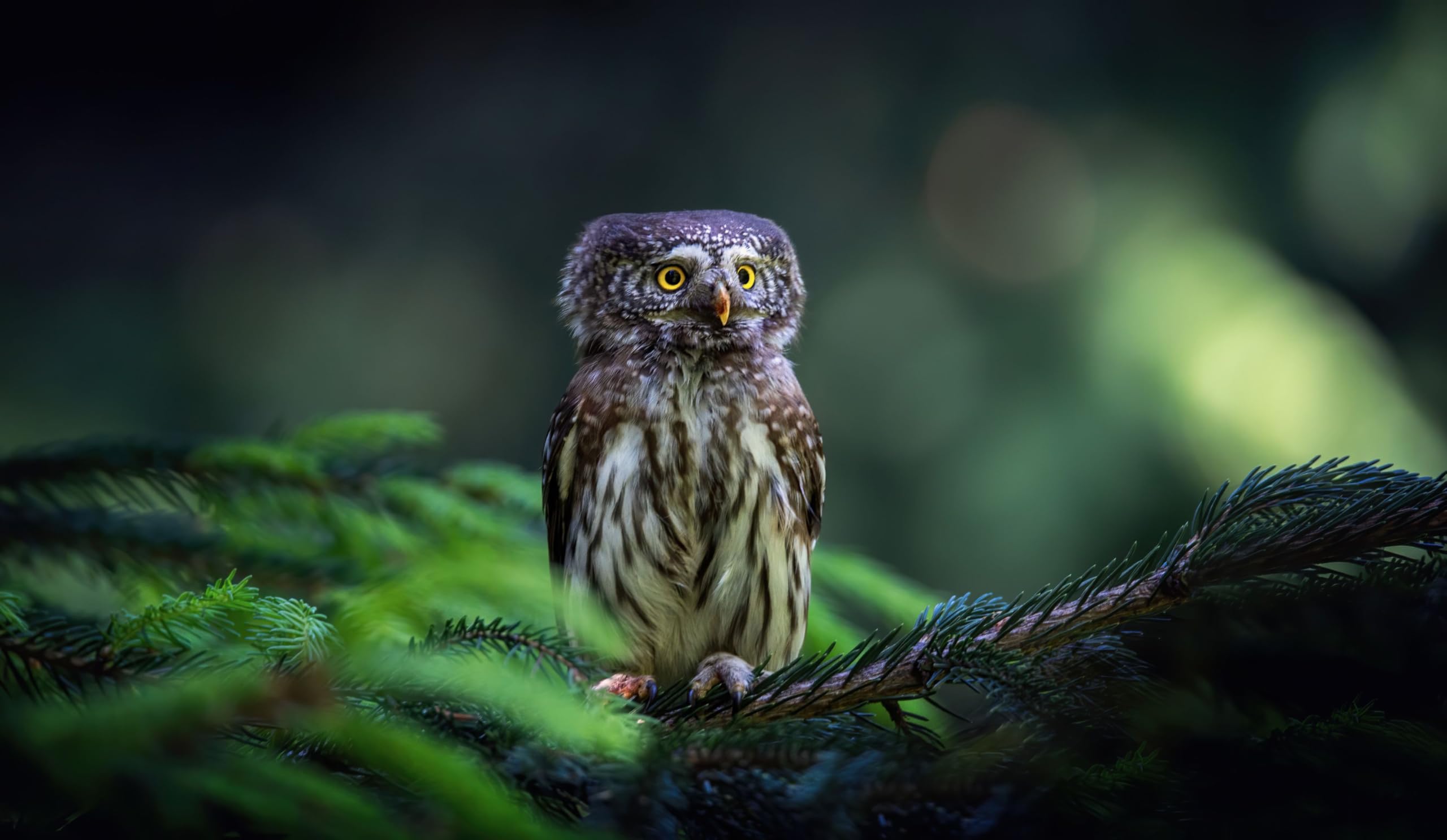 Tableau acrylique Glaucidium passerinum pour sublimer l'ambiance du salon