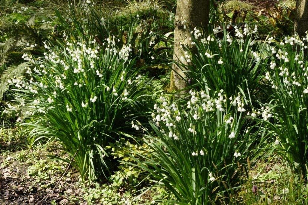 Leucojum Gravetye Giant - BIO 125 Blumenzwiebeln aus Holland